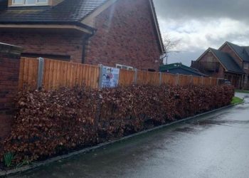 1ed9d454 65f6 498e 8101 Cc44f130c8d2